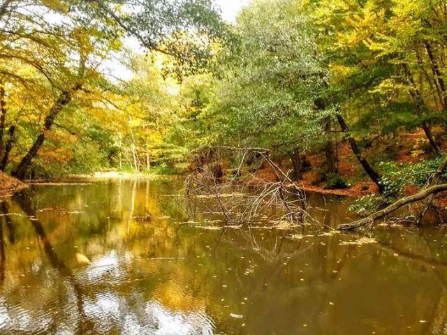 Belgrad Ormanları Trekking - Bentler Tabiat Parkı