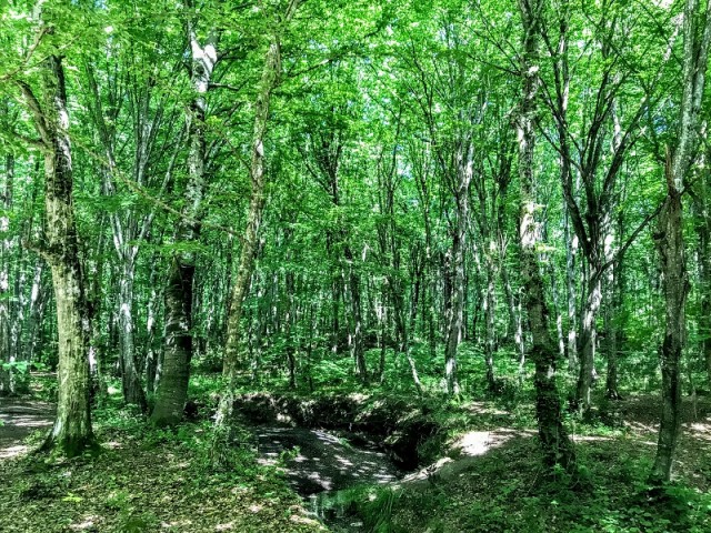 Kıyıköy Doğa Yürüyüşü - Trekking ve Yüzme Turu