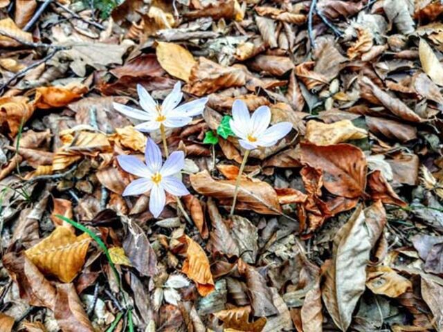 Belgrad Ormanları Trekking - Bentler Tabiat Parkı