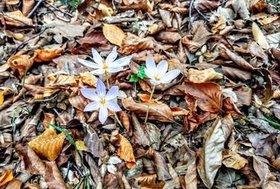 Belgrad Ormanları Trekking - Bentler Tabiat Parkı